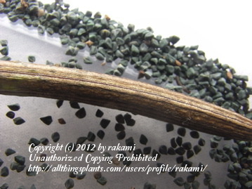 جوت برگ پنیرکی